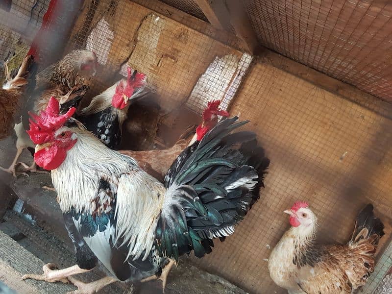 dandarawi (buttercup) egg avalible for sale 2