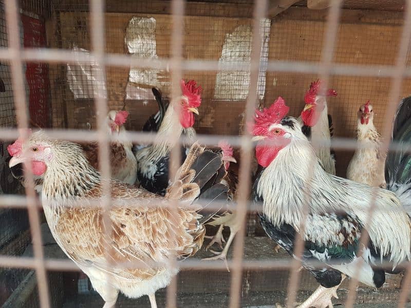 dandarawi (buttercup) egg avalible for sale 3