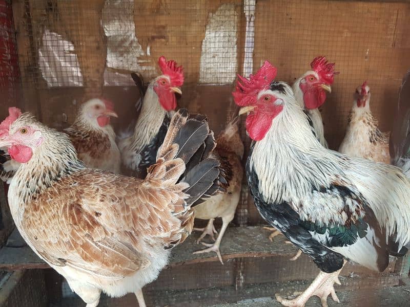 dandarawi (buttercup) egg avalible for sale 4