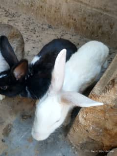 female bunnies white and black.