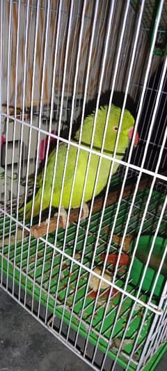 parrot and cage for sale