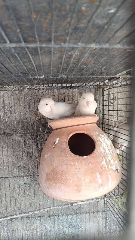 Albino black eyes 2 females for sale 1