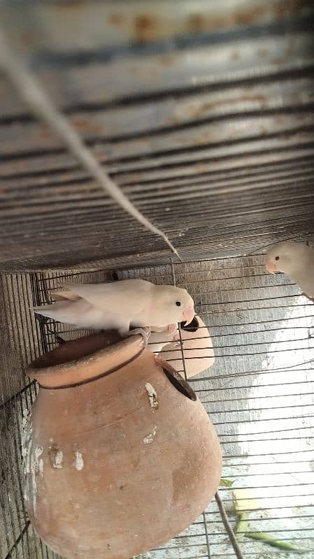 Albino black eyes 2 females for sale 2