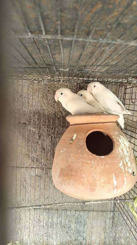 Albino black eyes 2 females for sale 4