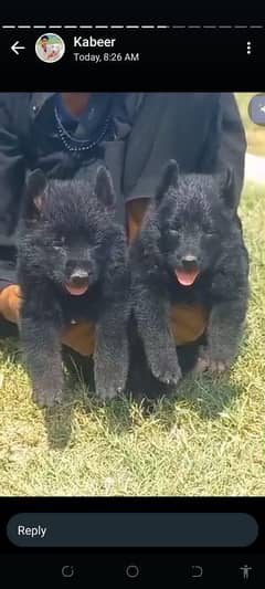 German Shepherd  double coat / German Shepherd Puppies For Sale