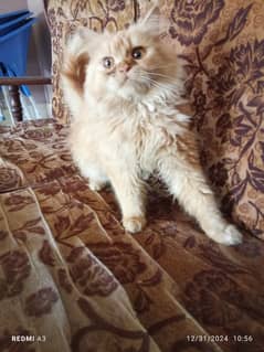 Persian brown kiten