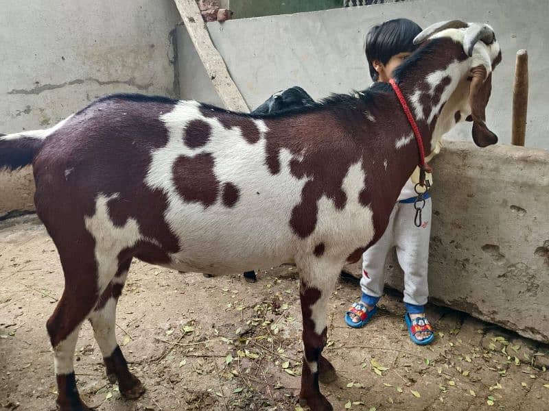 beautiful bakra and chatra for sale 0