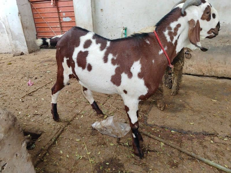 beautiful bakra and chatra for sale 1