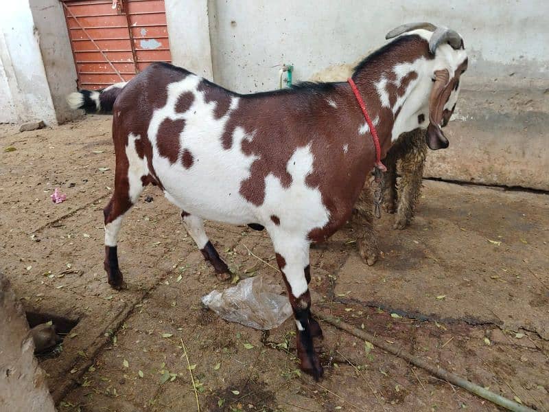 beautiful bakra and chatra for sale 2