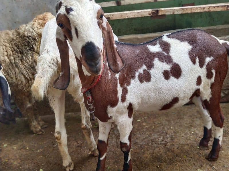 beautiful bakra and chatra for sale 3