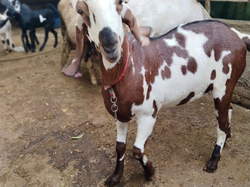 beautiful bakra and chatra for sale 4