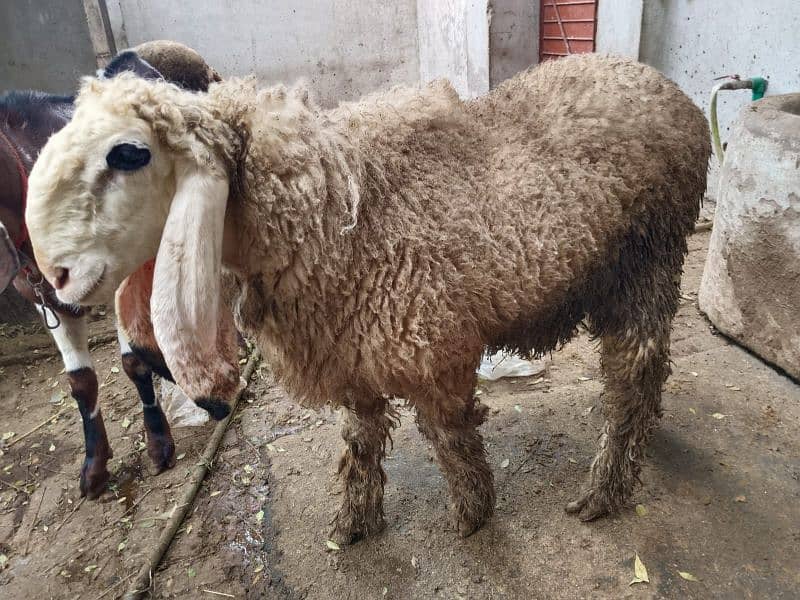 beautiful bakra and chatra for sale 5