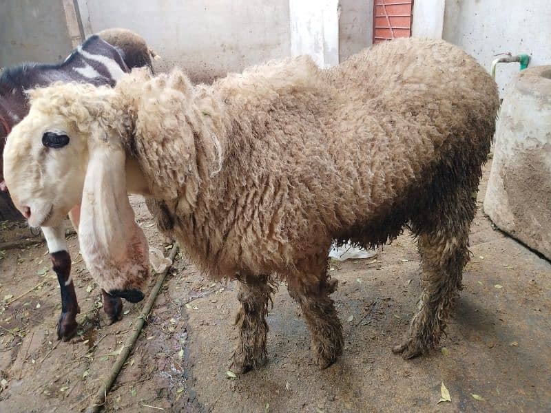 beautiful bakra and chatra for sale 6