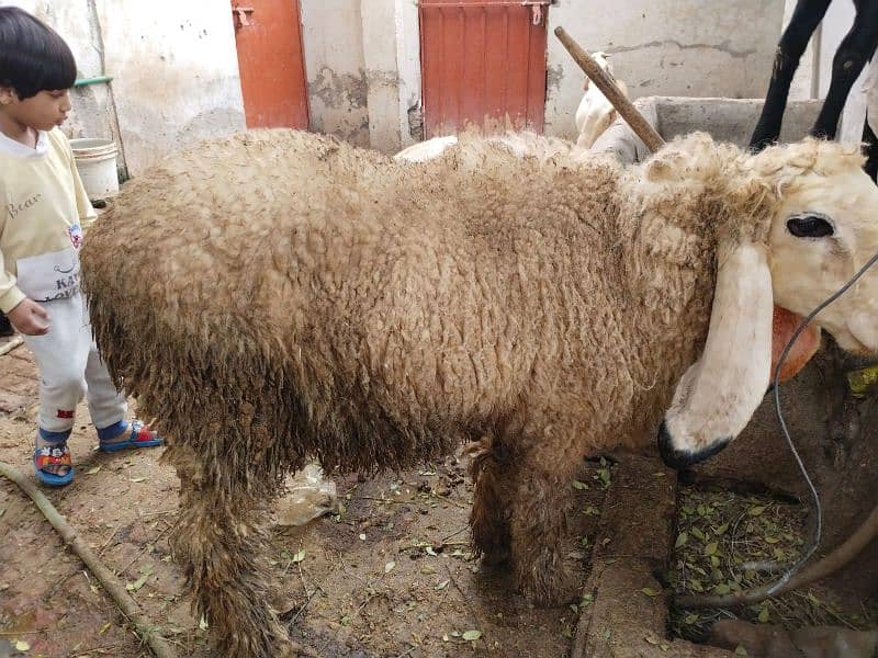 beautiful bakra and chatra for sale 9