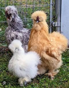 Silkie