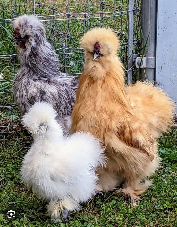 Silkie chicks & Polish Chicks 0