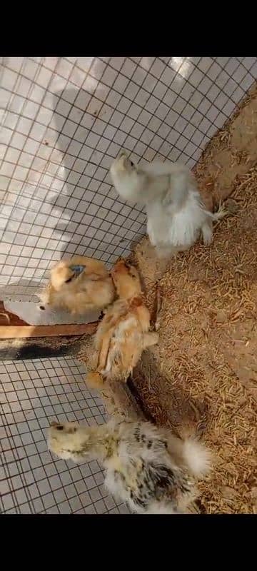 Silkie chicks & Polish Chicks 1