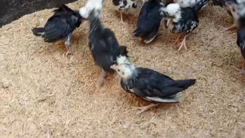 Silkie chicks & Polish Chicks 5