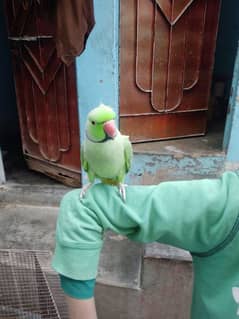 green parrot