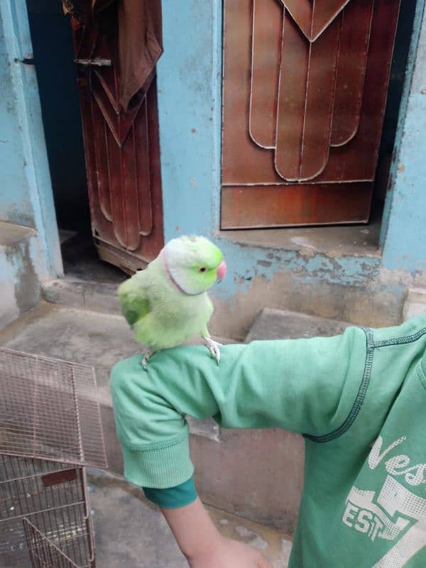 green parrot 2