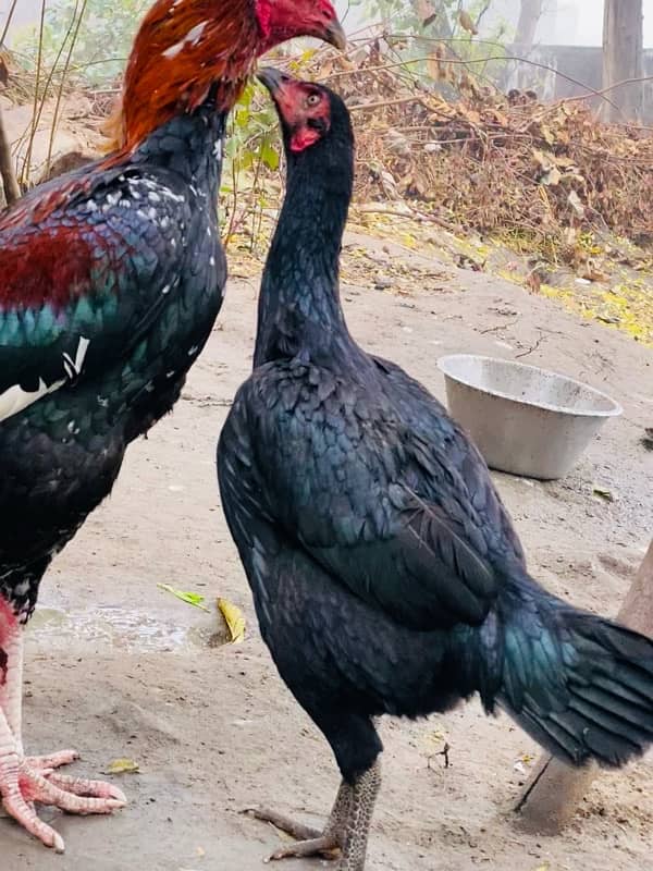 pair for sale first egg de diya h 4