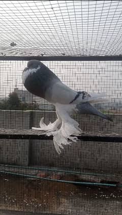 Blue pied female for sale