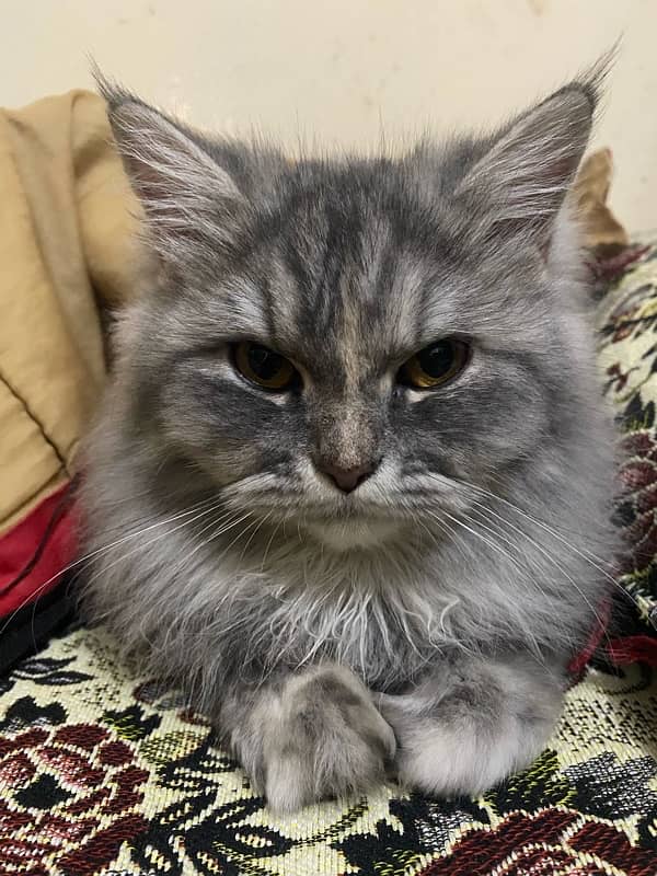 trip coated gray colored Persian cat 1