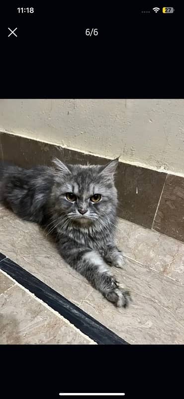 trip coated gray colored Persian cat 6