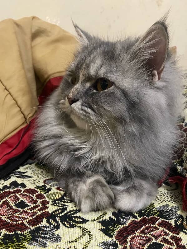 trip coated gray colored Persian cat 3