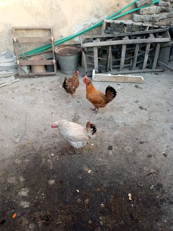 Golden hens for sale eggs laying 0