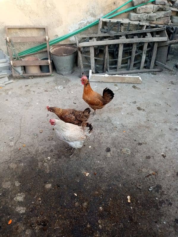 Golden hens for sale eggs laying 1