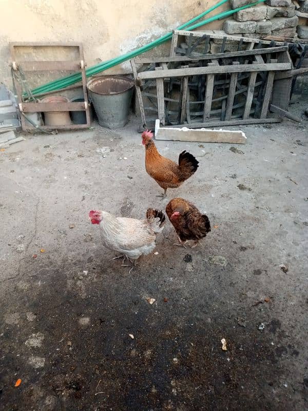 Golden hens for sale eggs laying 2