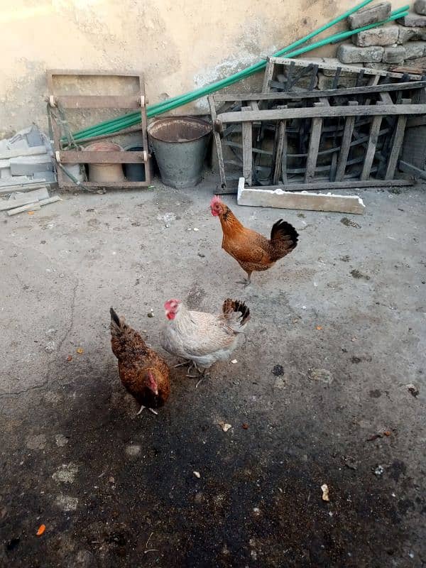 Golden hens for sale eggs laying 3