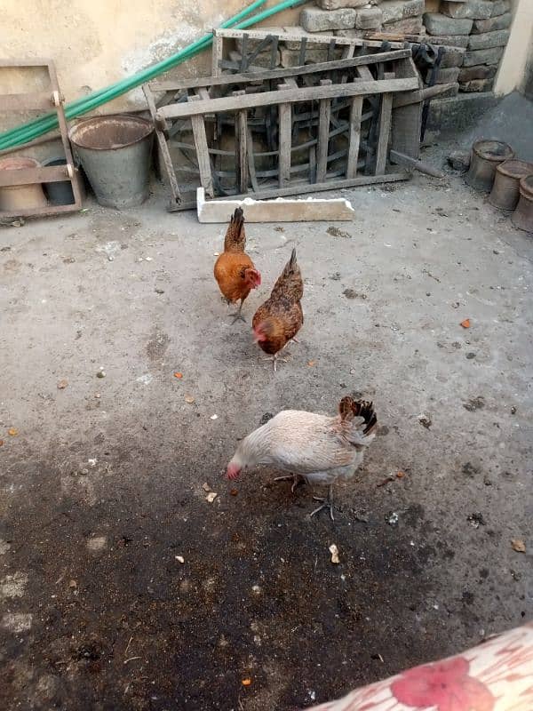 Golden hens for sale eggs laying 4