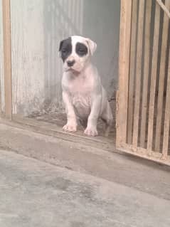 export quality Pakistani old bully  Dog female puppies