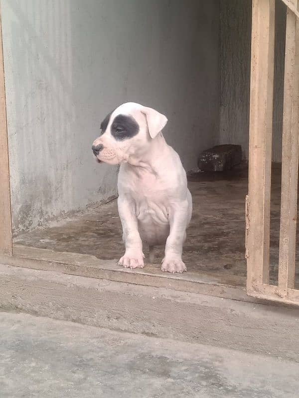 export quality Pakistani old bully  Dog male puppy 8