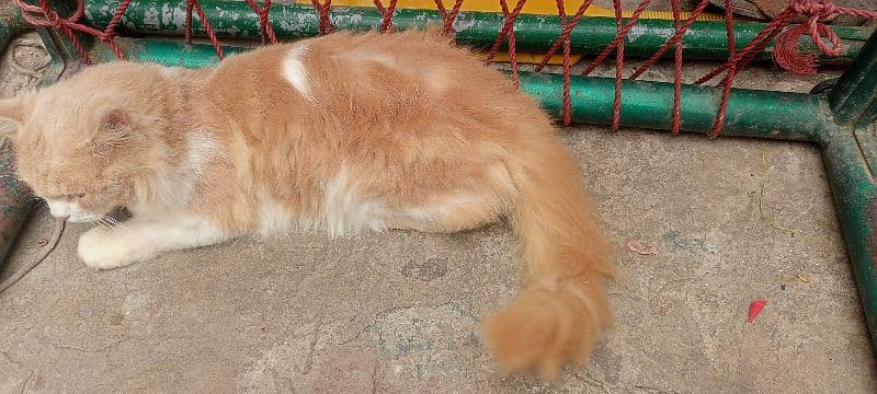 Persian cat / Persian kittens /triple coated/PUNCH FACE /female Cat 3