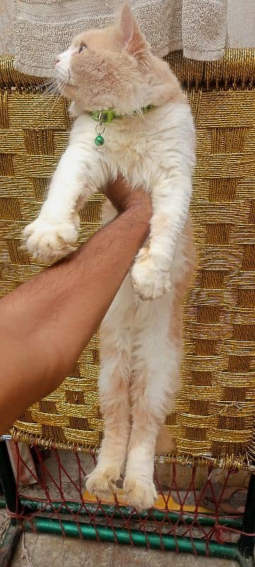 Persian cat / Persian kittens /triple coated/PUNCH FACE /female Cat 4