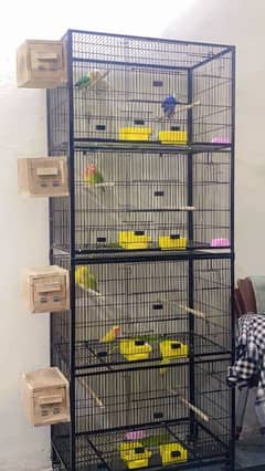 Full setup of lovebirds for sale