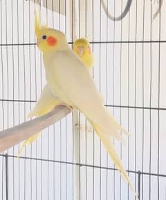 Cream Cockatiel Breeder pair