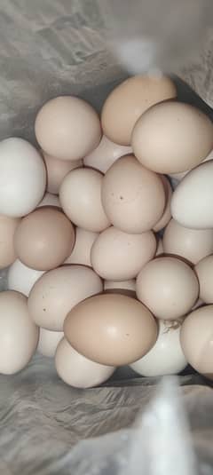 Eggs