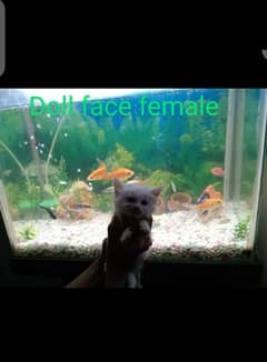 doll face female kitten for sale