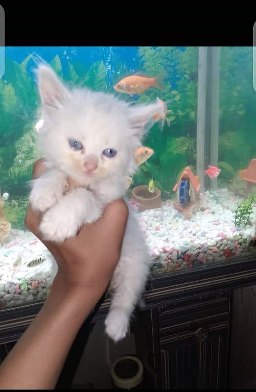 doll face female kitten for sale 1