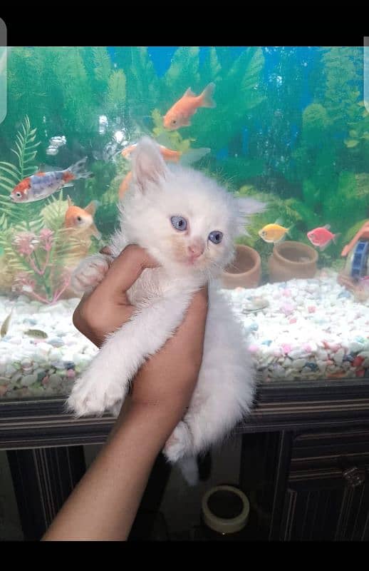 doll face female kitten for sale 2