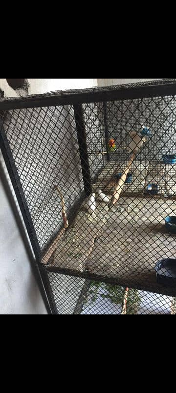 Lovebirds and Cage For Sale in SARGODHA 2