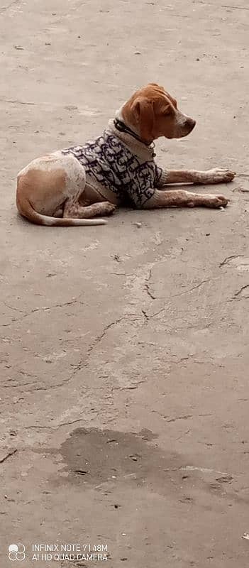 Quality Turkish pointer Male pup available 1