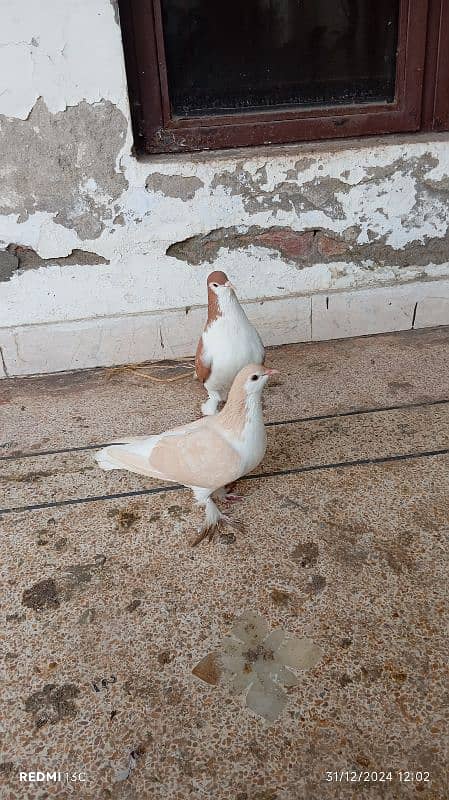 Pure lahori Sherazi breeder pair for sale 0