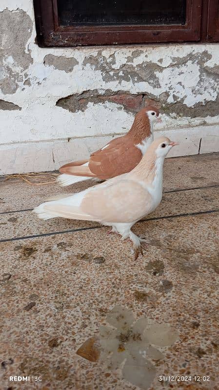 Pure lahori Sherazi breeder pair for sale 1