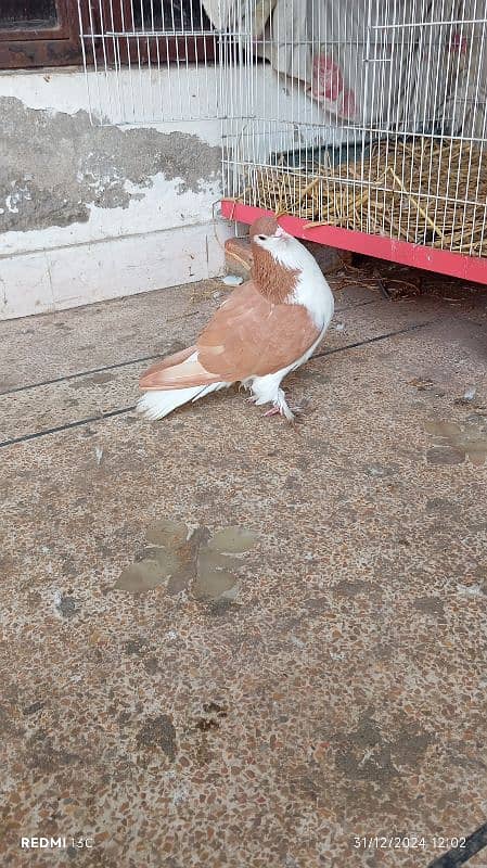 Pure lahori Sherazi breeder pair for sale 2