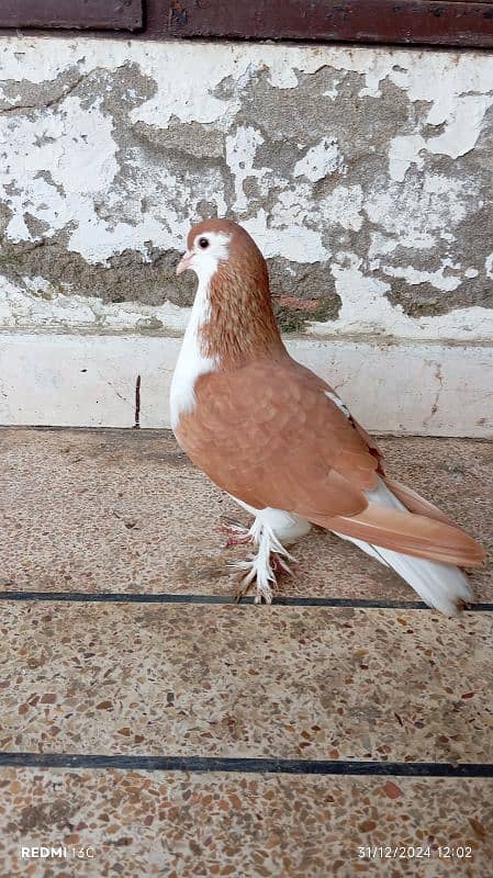 Pure lahori Sherazi breeder pair for sale 3